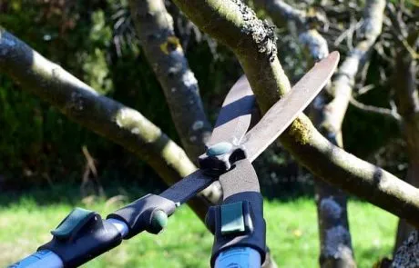 גיזום עצים תל אביב